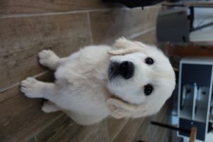 A adopter : Oréo, age : 6 ans