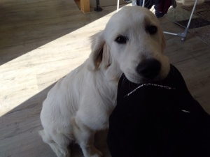 A adopter : Oréo, age : 6 ans