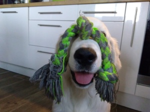 A adopter : Oréo, age : 6 ans