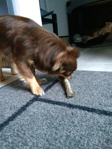 A adopter : Joy, age : 7 ans