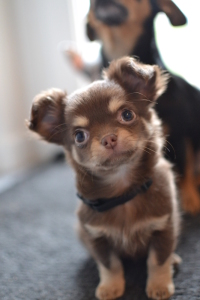 A adopter : Joy, age : 7 ans