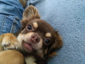 A adopter : Joy, age : 7 ans